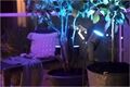Philips Hue Lily LED 1flg. Spot Basis-Set