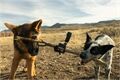 GoPro MAX 360