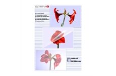 Olympia Laminierfolien A3 80 Mic (25 St.)